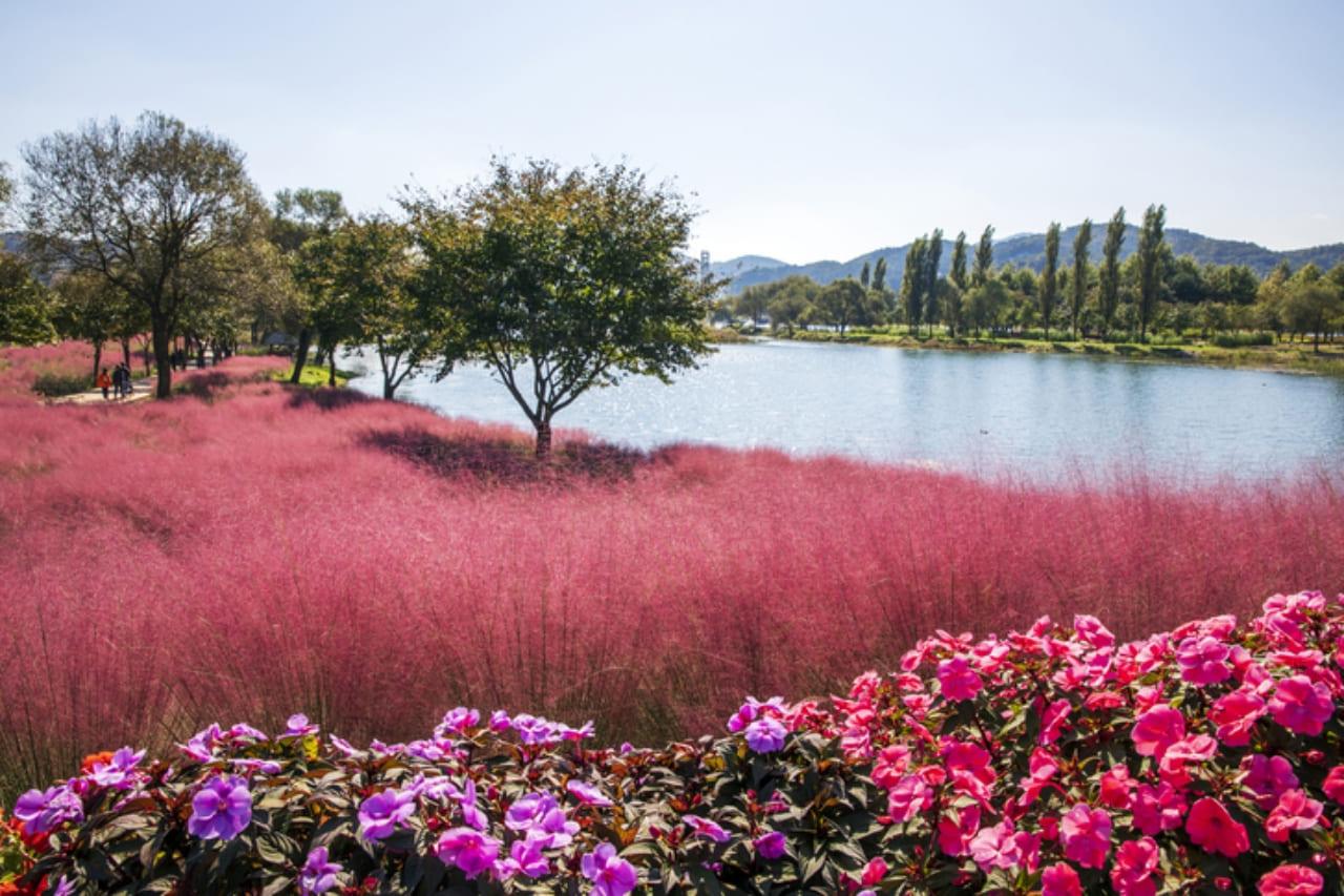 자라섬 핑크뮬리 명소 (6).jpg