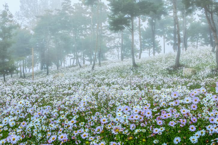 가을 여행지 구절초 (3).jpg