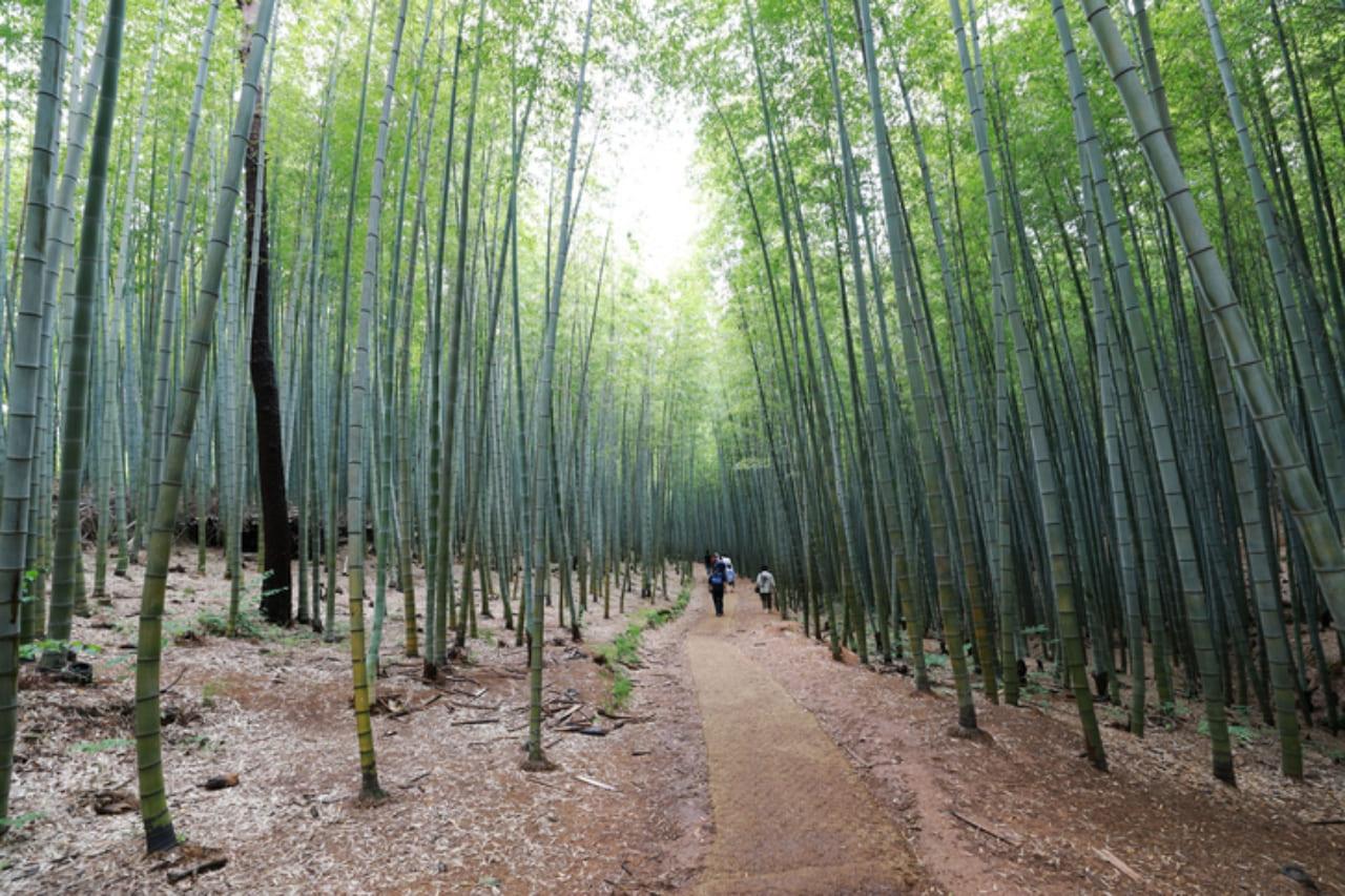 아홉산대나무숲 (3).jpg