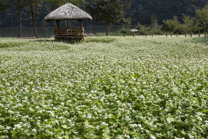 자라섬 핑크뮬리 명소 (2).jpg
