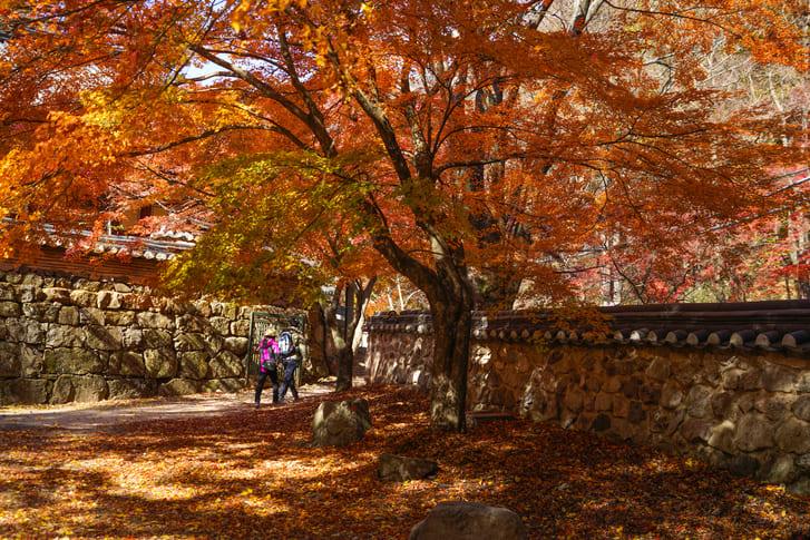 내장산 가을 단풍 (4).jpg