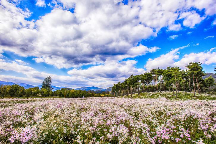 자라섬 핑크뮬리 명소 (4).jpg