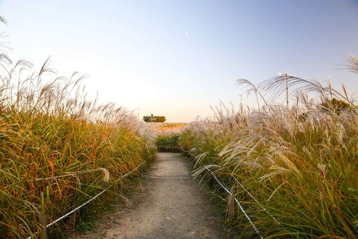 하늘공원 억새 명소 (1).jpg