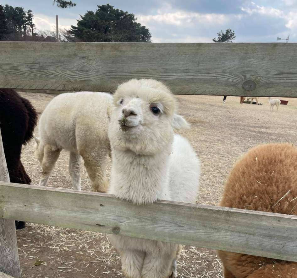 도치돌 알파카목장.jpg