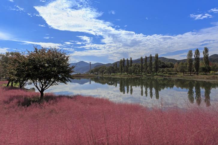 자라섬 핑크뮬리 명소 (3).jpg