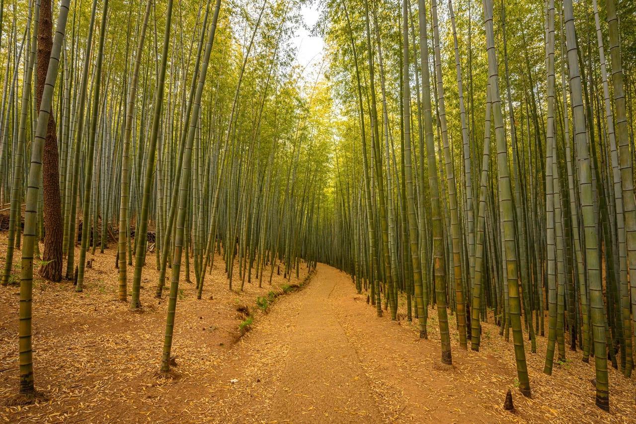 아홉산대나무숲- (2).jpg