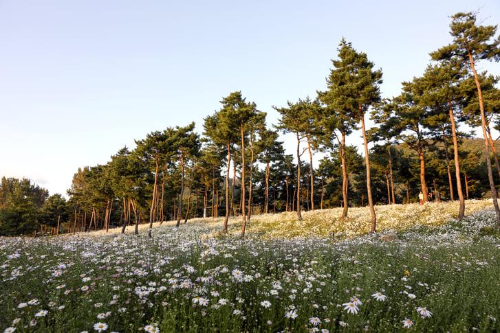 자라섬 핑크뮬리 명소 (5).jpg