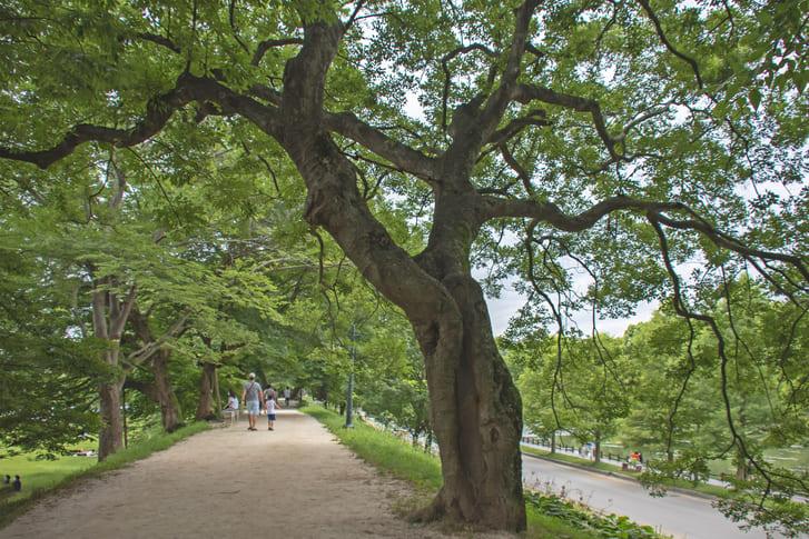 가을 여행지 관방제림 (4).jpg