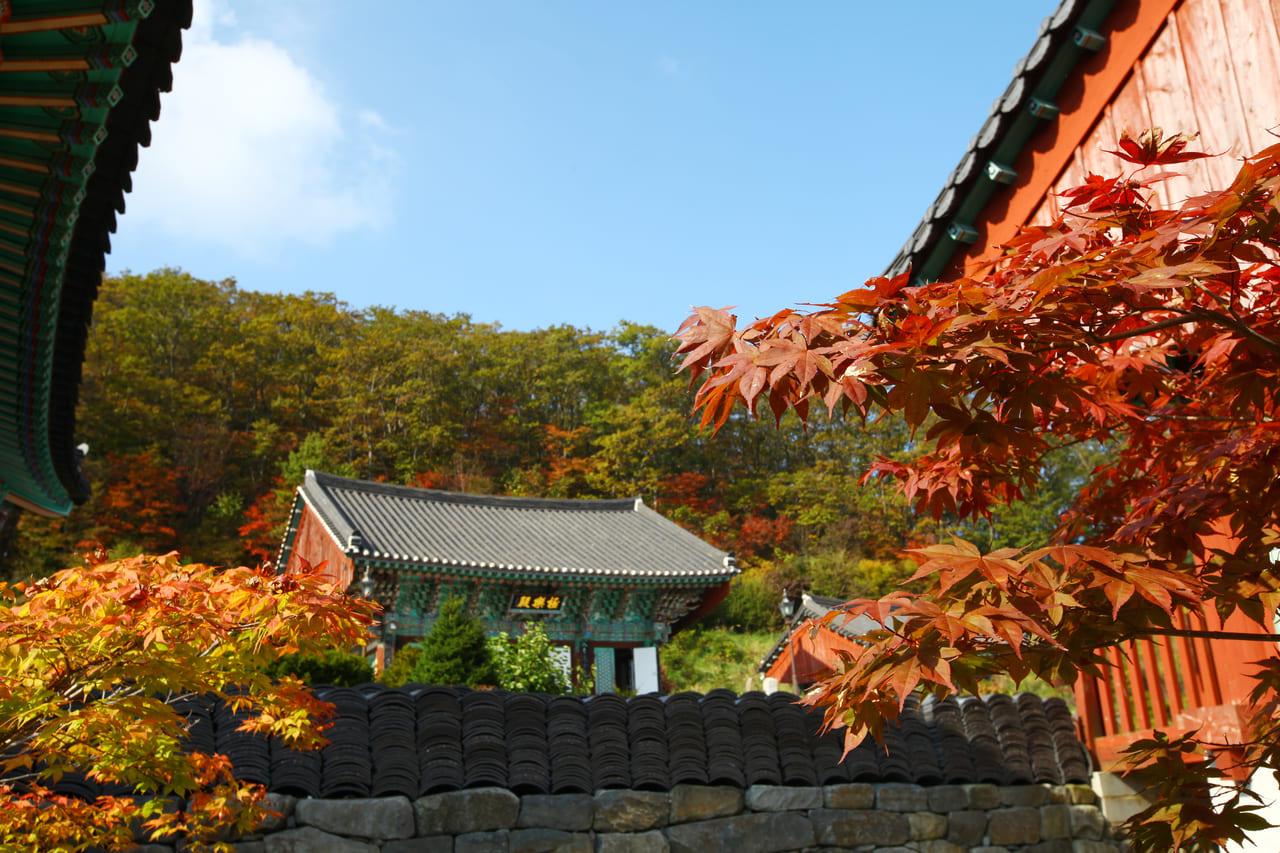 가을 단풍 명소 안국사 (5).jpg