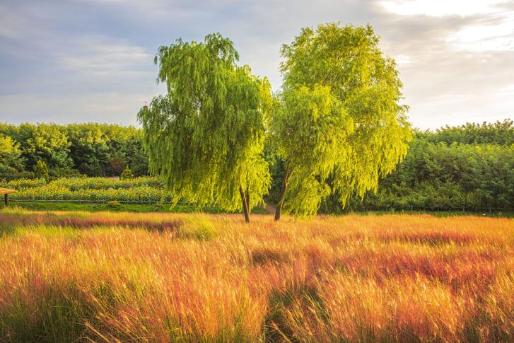 하늘공원 억새 명소 (2).jpg