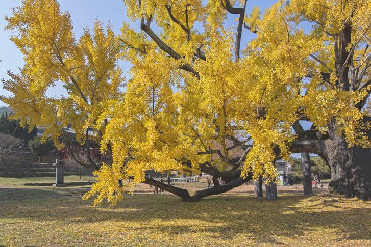 도동서원 (3).jpg