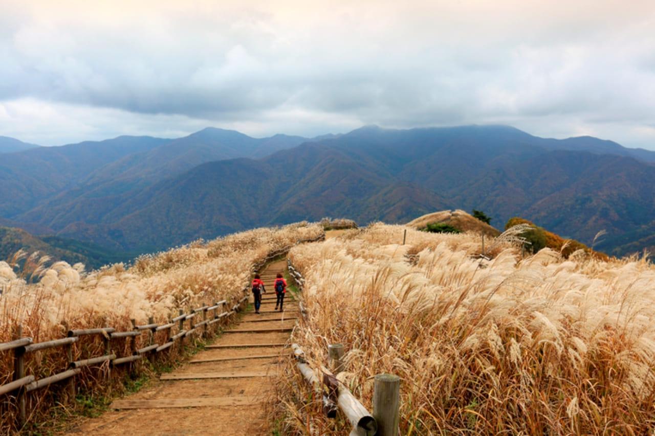 민둥산 억새 명소 (2).jpg