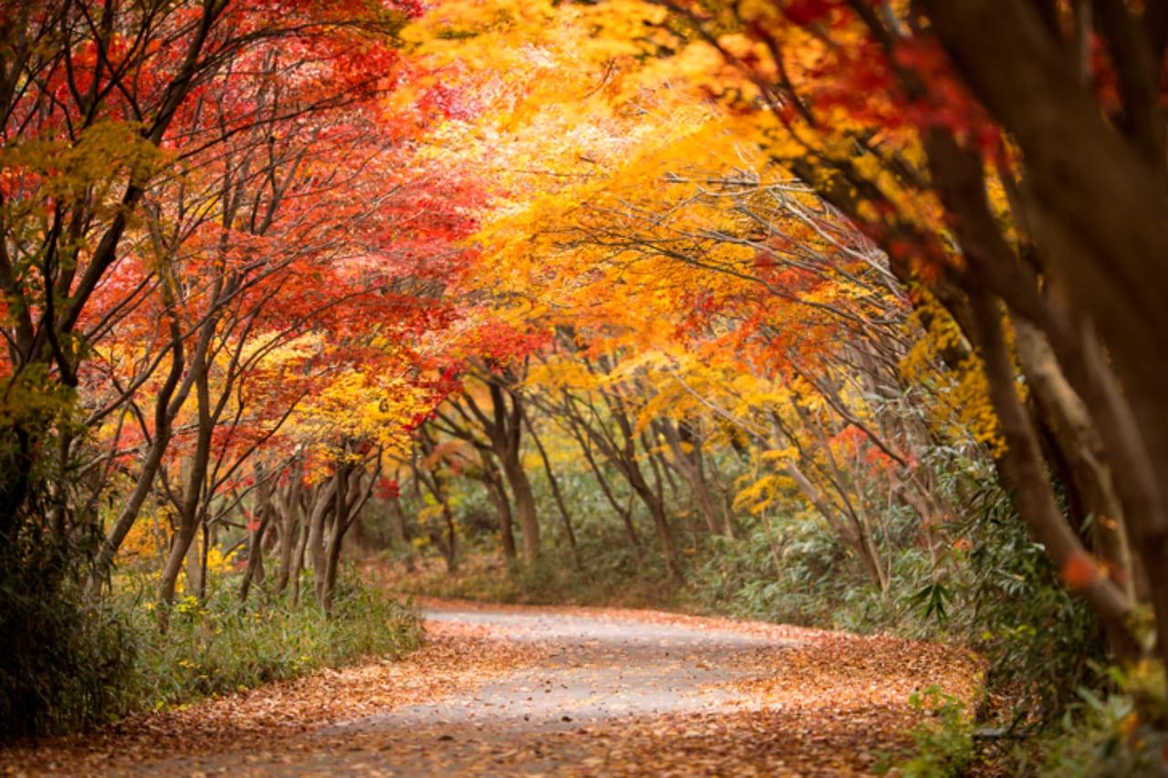 가을 단풍 여행지 무등산 (1).jpg
