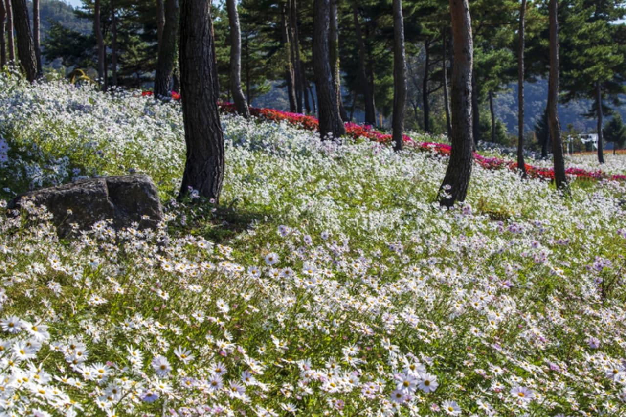 가을 여행지 구절초 (5).jpg
