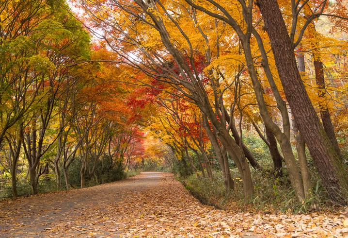 가을 단풍 여행지 무등산 (2).jpg