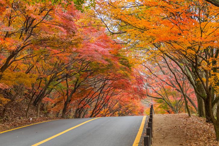 내장산 가을 단풍 (1).jpg