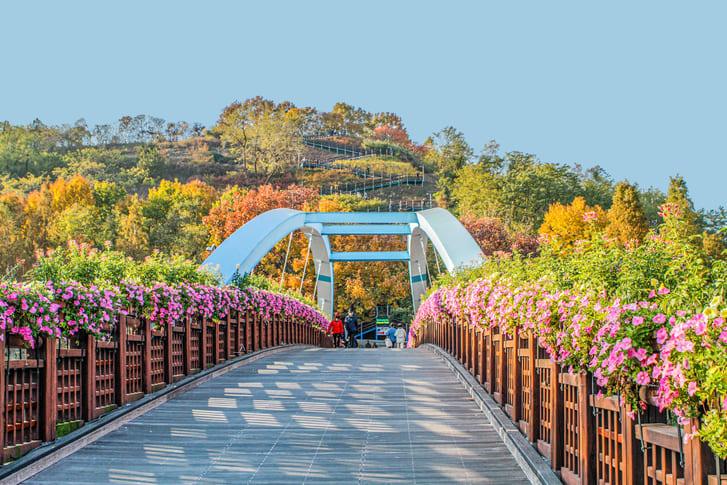 하늘공원 핑크뮬리 (1).jpg