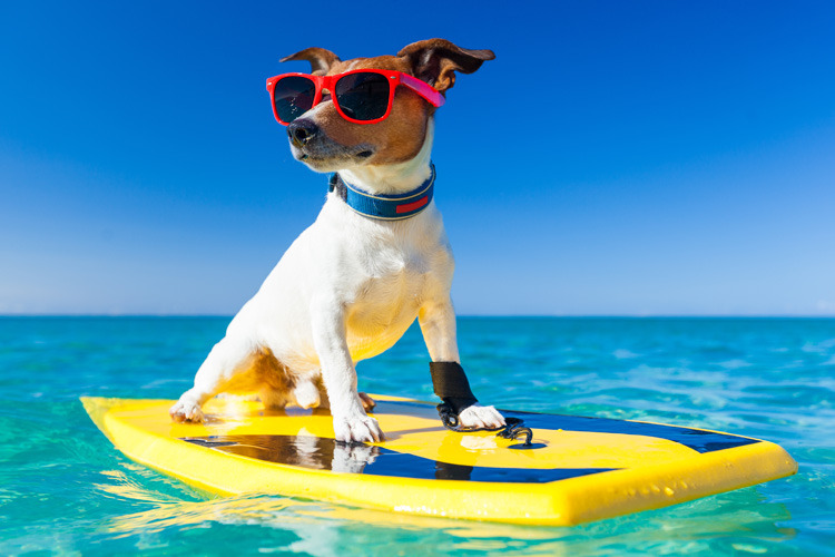 surfingdog.jpg