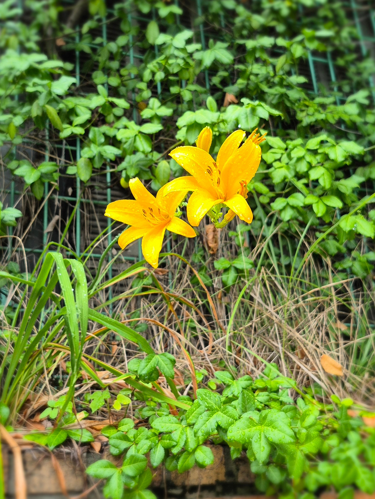 24년도 소득금액증명원.jpg