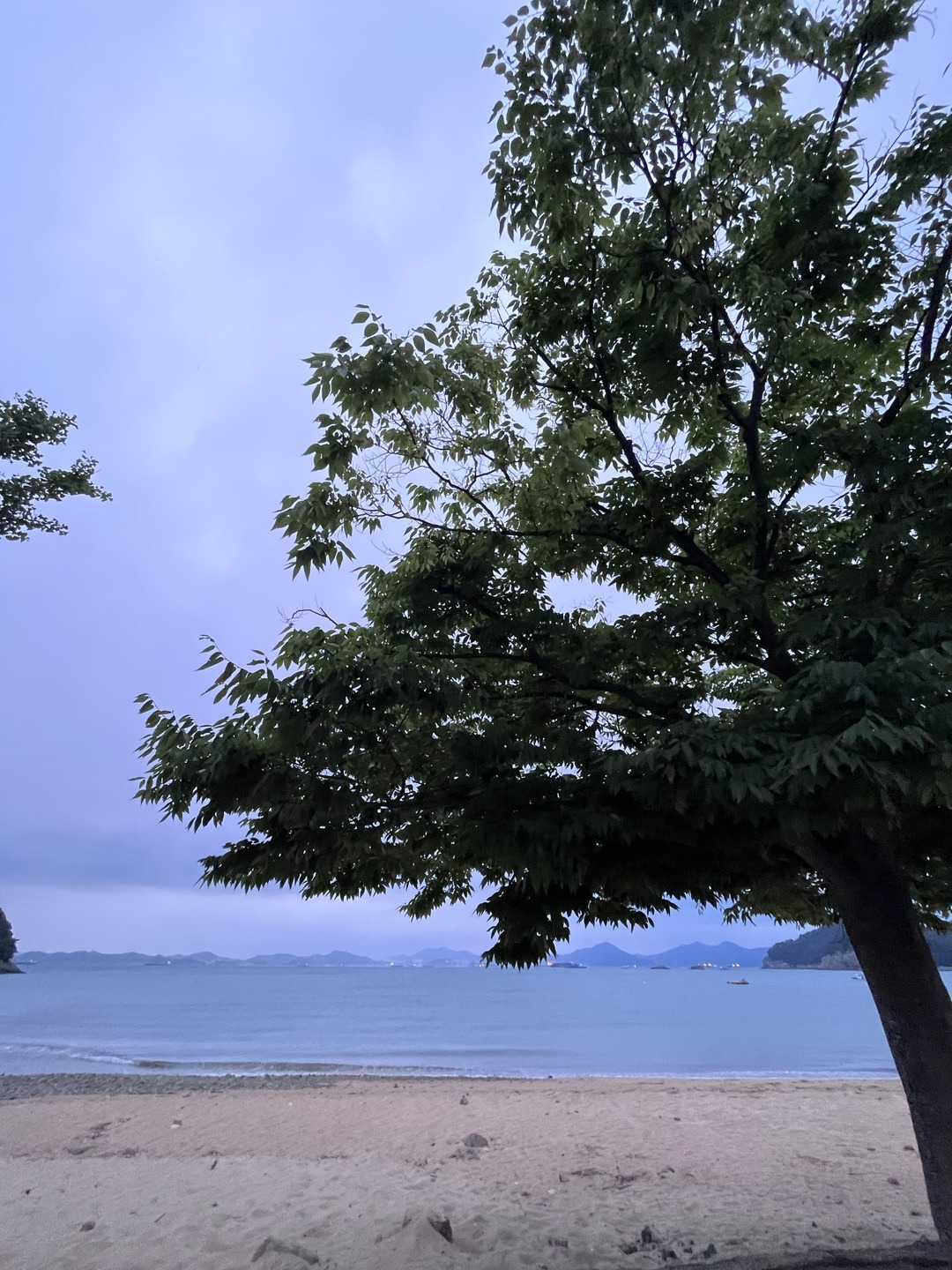 남해 해변 나무.jpg