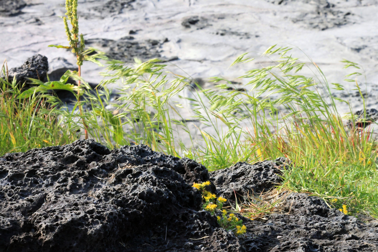 바람부는 구엄리 바닷가.jpg