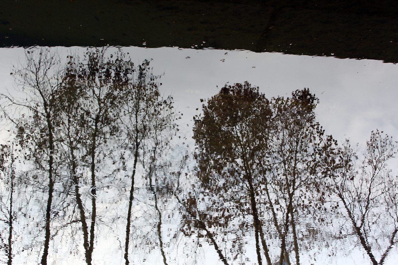 7홍제천 나무 그림자.jpg