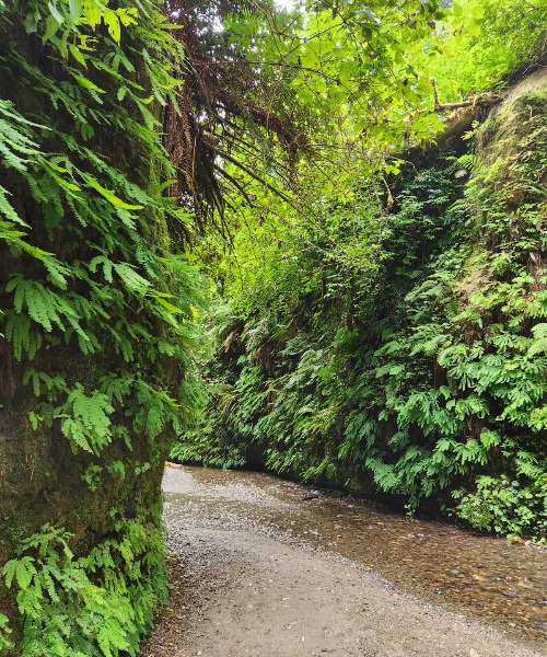 Fern Canyon12.jpg