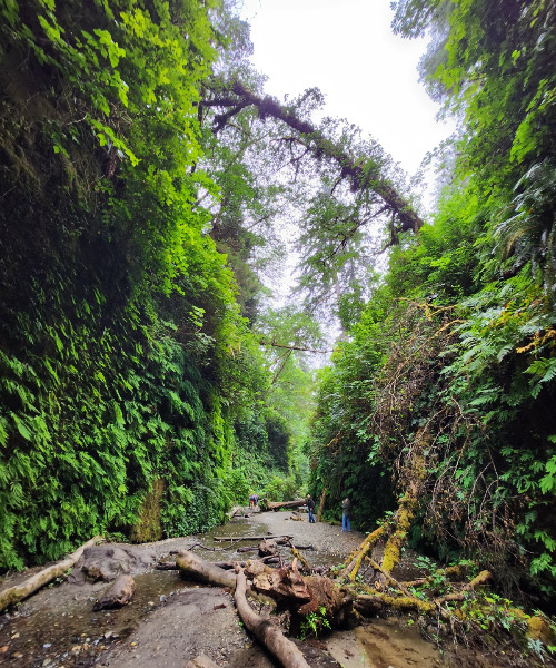 Fern Canyon6.jpg