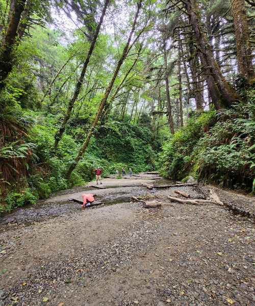 Fern Canyon11.jpg