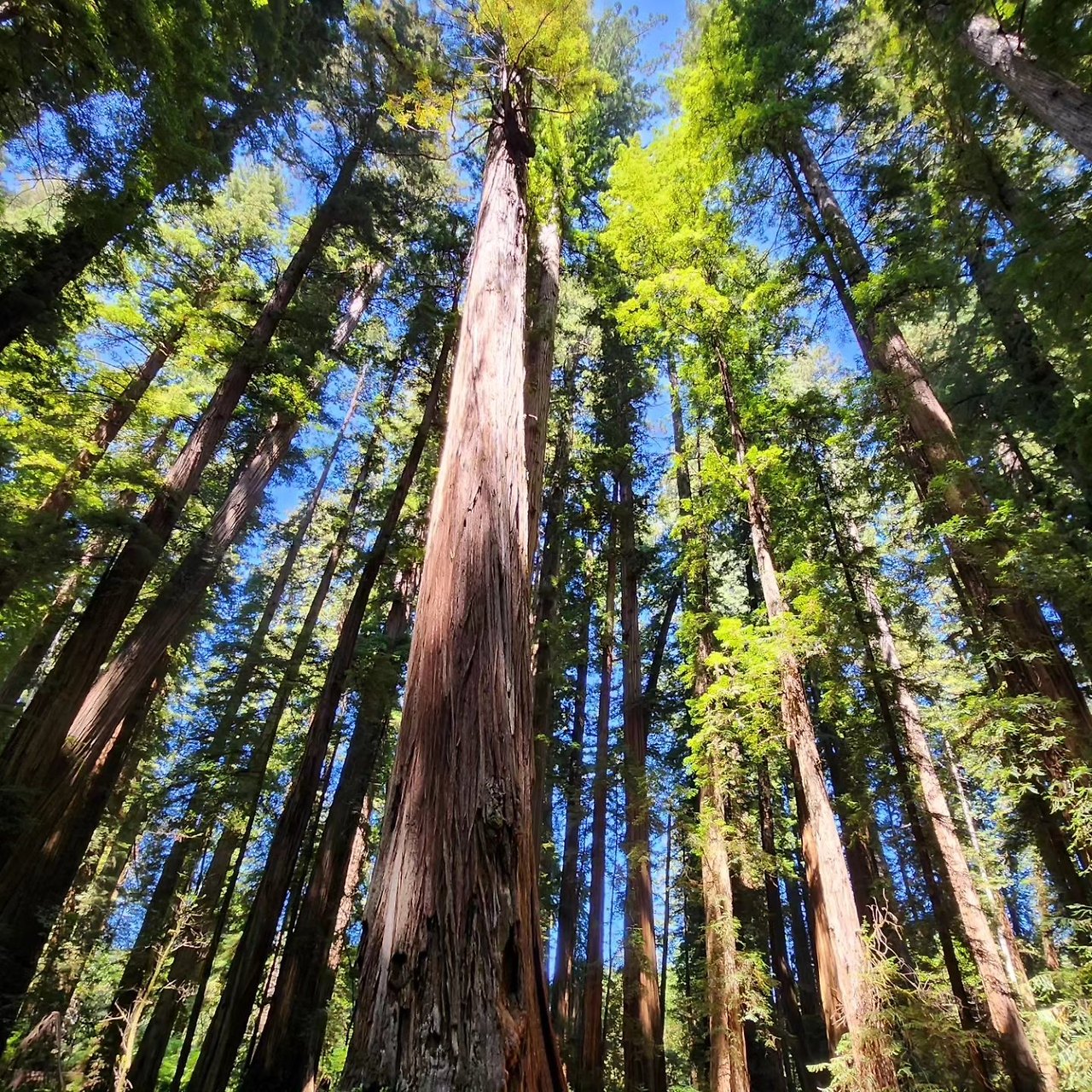 Sequoia2.jpg