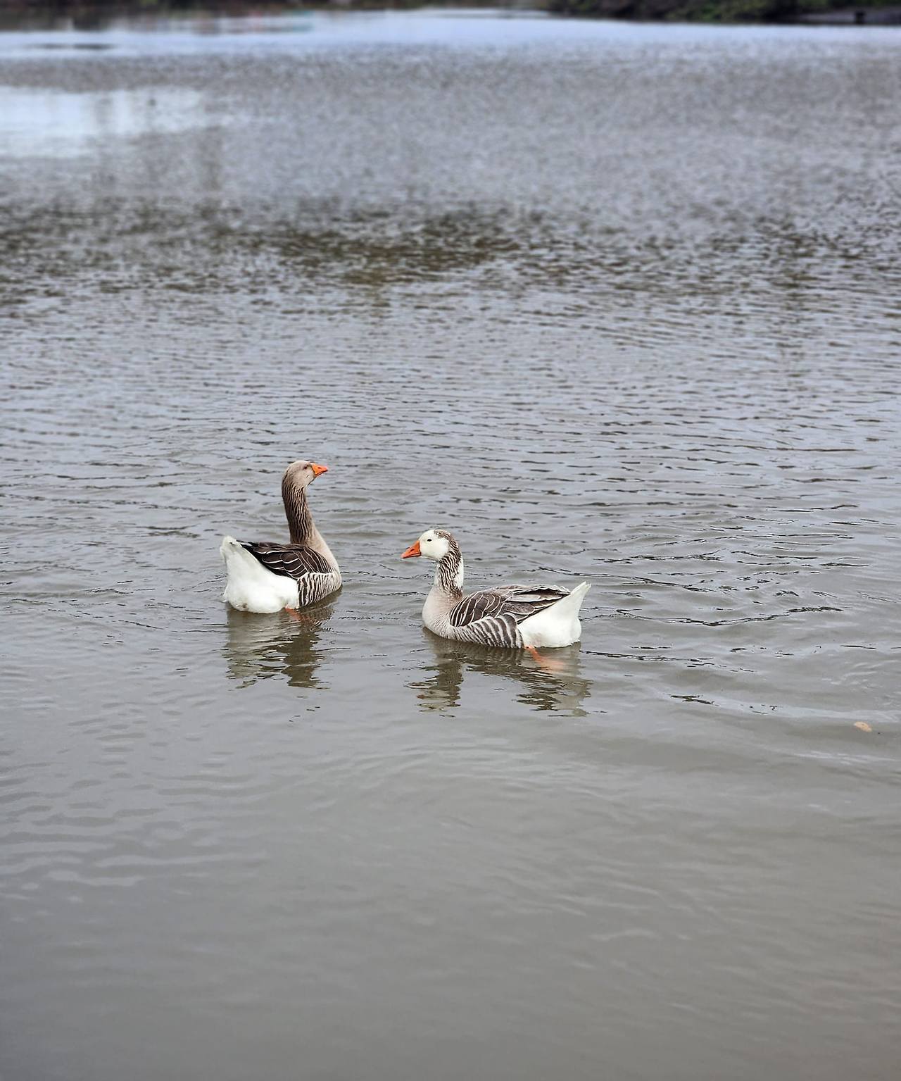 napavalley geese.jpg
