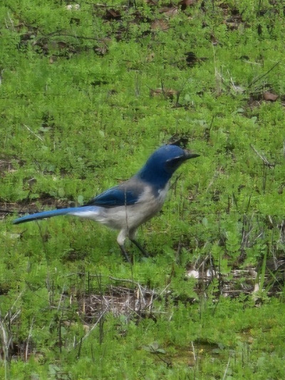 bluejay.jpg