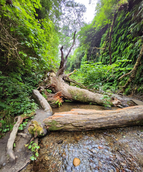 Fern Canyon4f.jpg