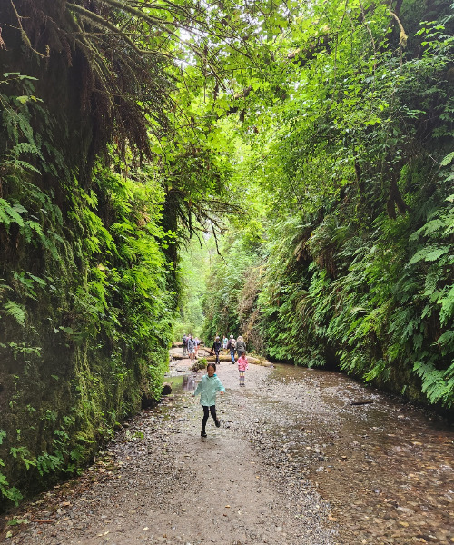 Fern Canyon7.jpg