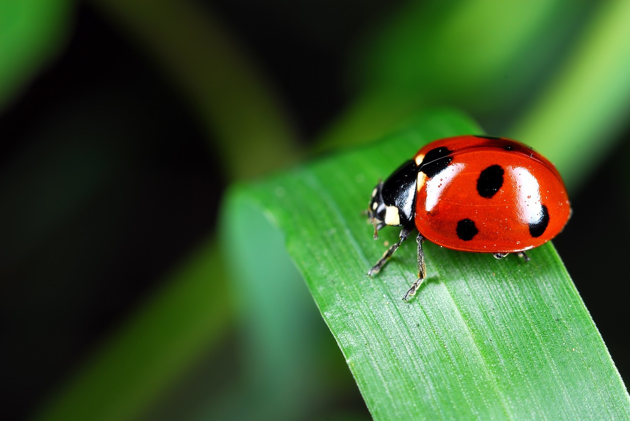 ladybug-973917_1280.jpg