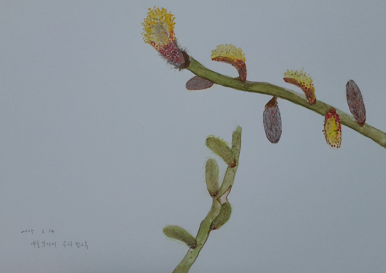 버들강아지 수구루 암구루.jpg