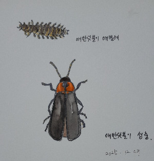 2025.12.29-애반딧불이.jpg