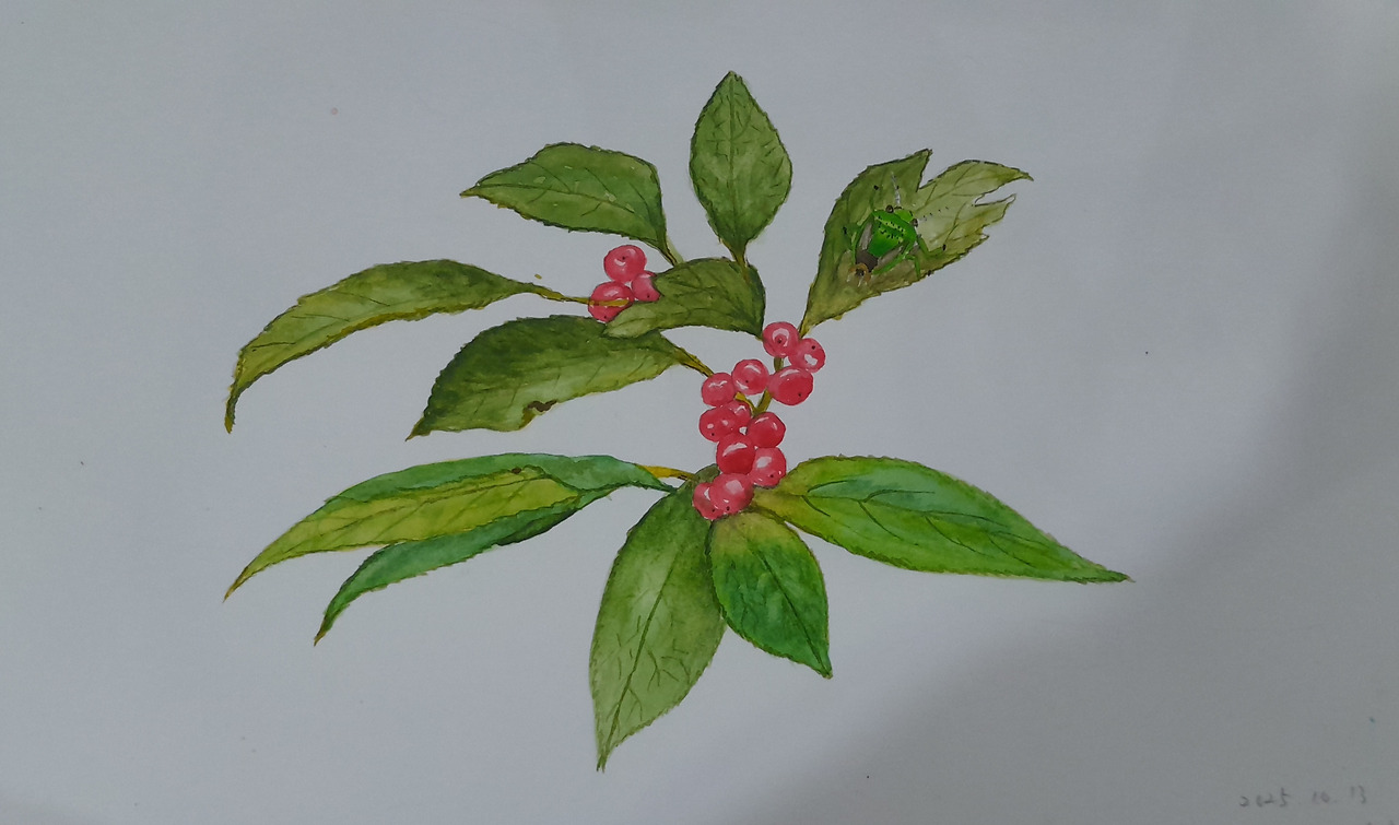 미국낙상홍과 갈색날개노린재.jpg