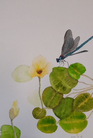 물양귀비와 물잠자리.jpg