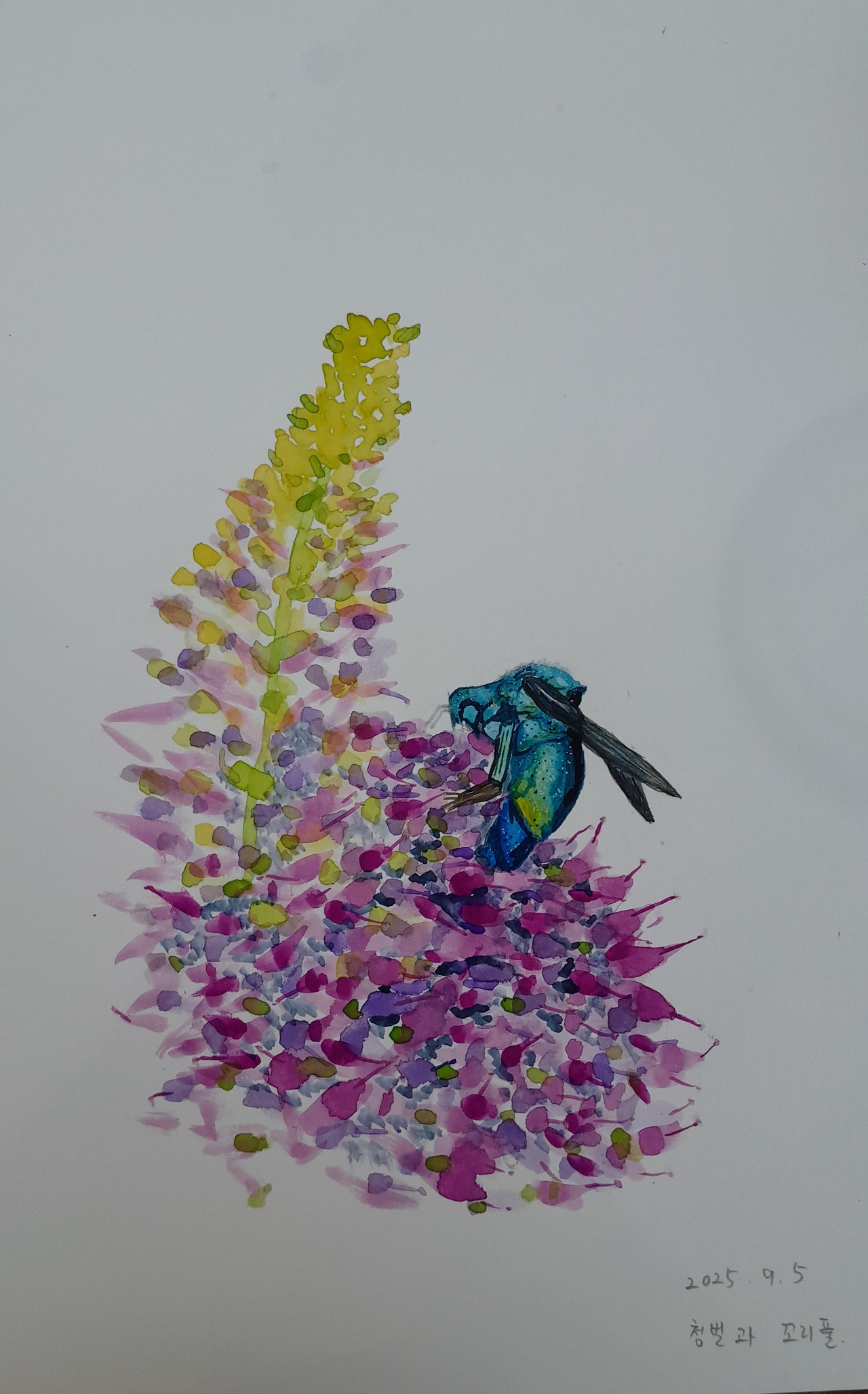 육니청벌과 꼬리풀.jpg