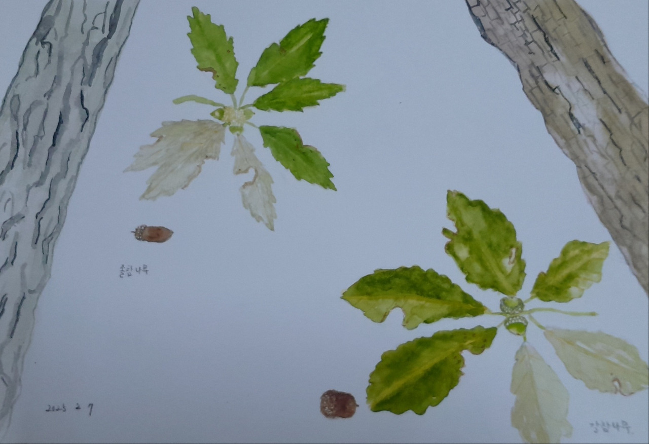 졸참, 갈참 나무.jpg