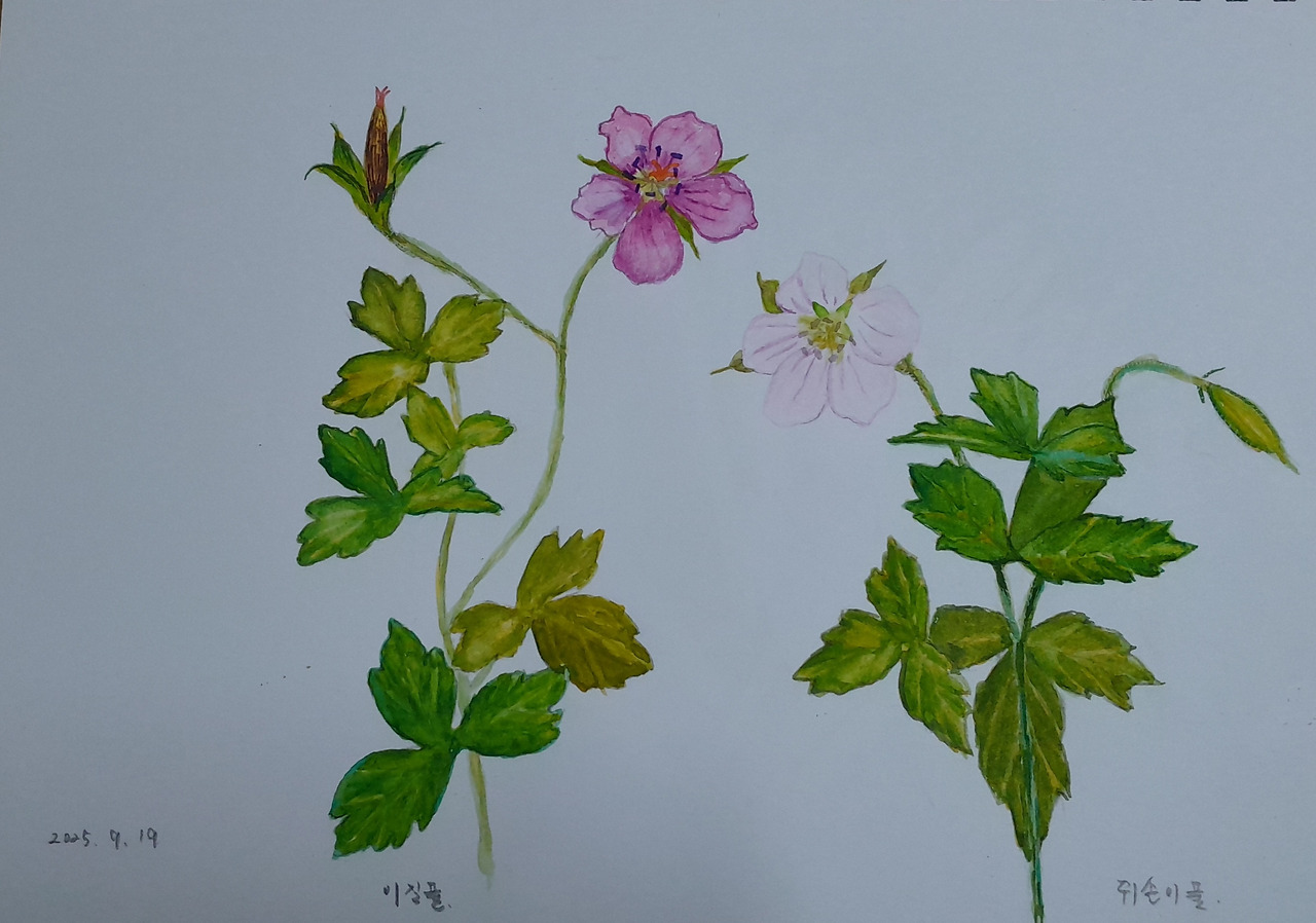 이질풀과 쥐손이풀.jpg