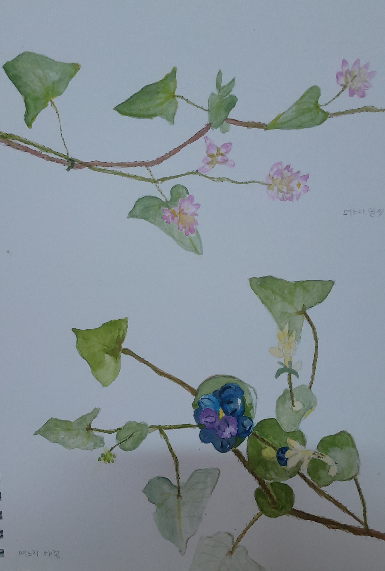 며느리밑씻개와 며느리발톱.jpg