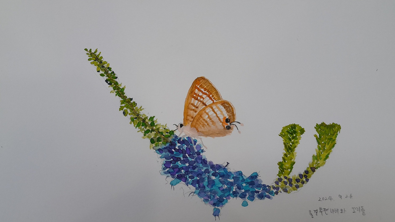 물결부전나비와 꼬리풀.jpg