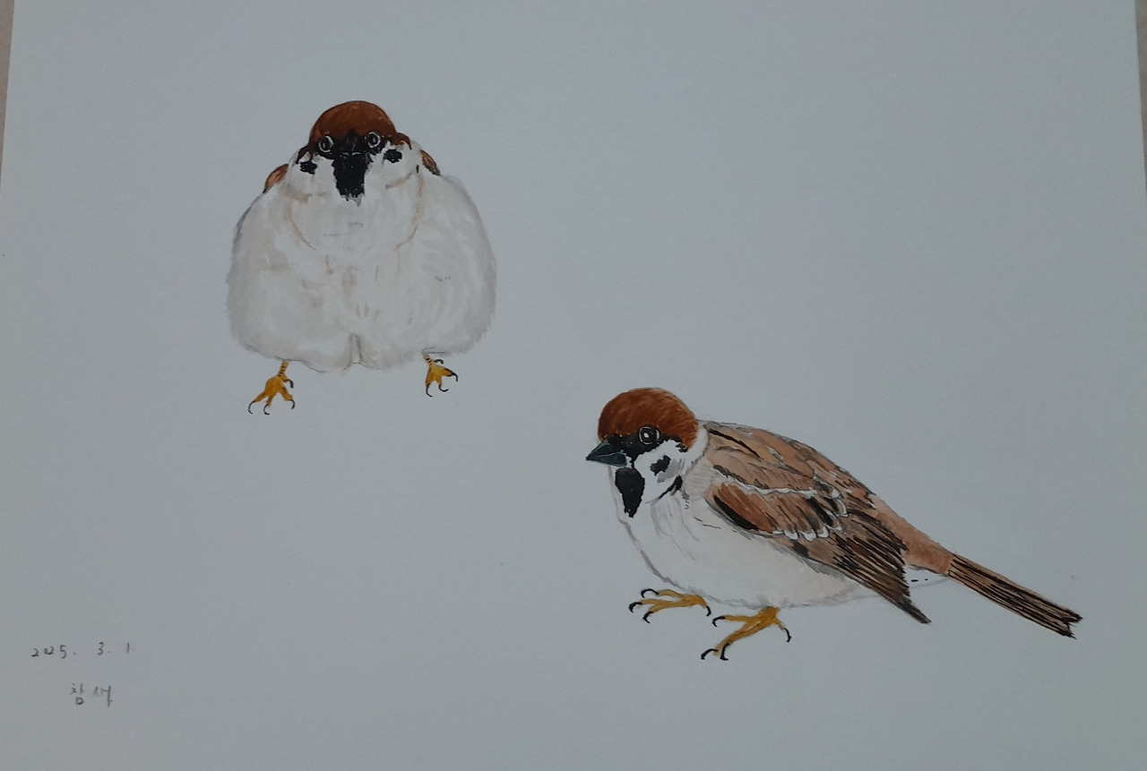 참새.jpg