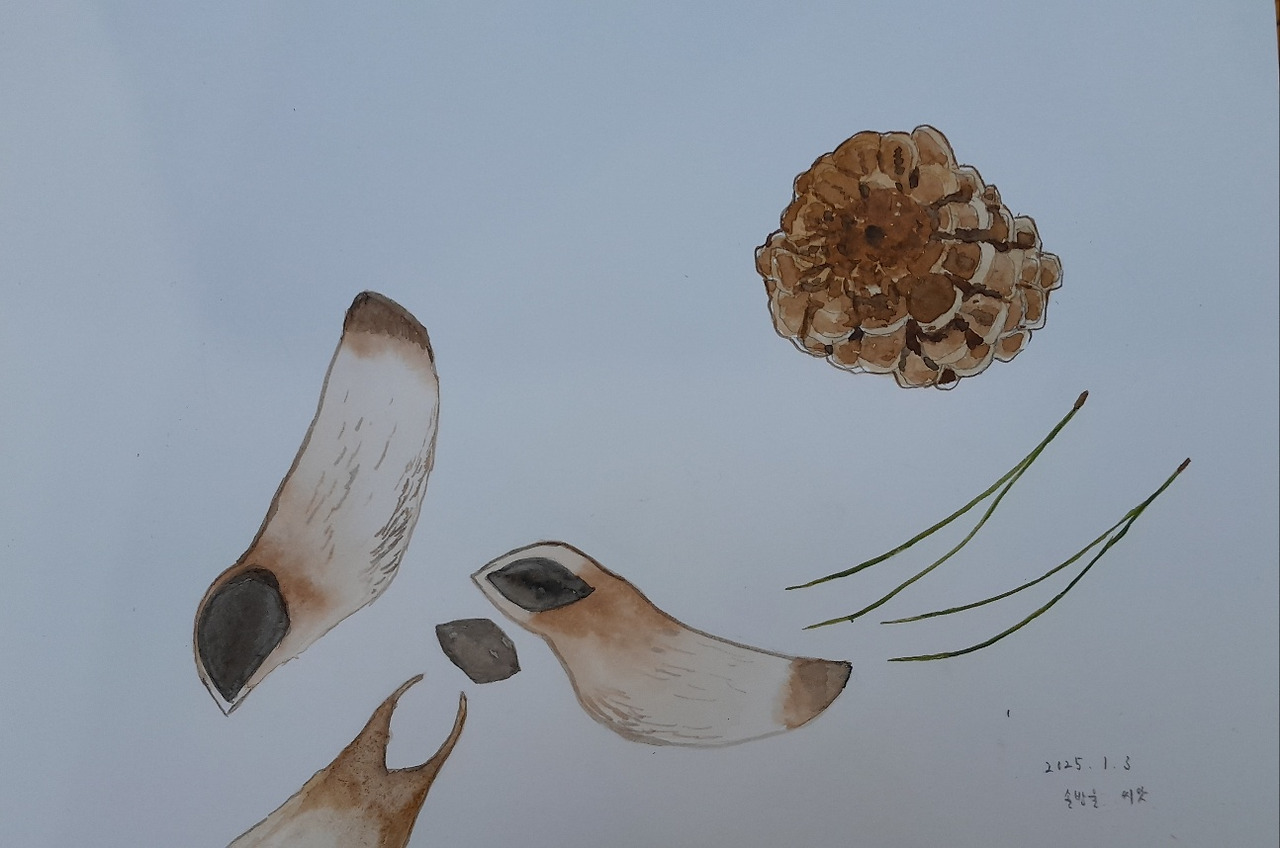 솔씨와 솔방울.jpg