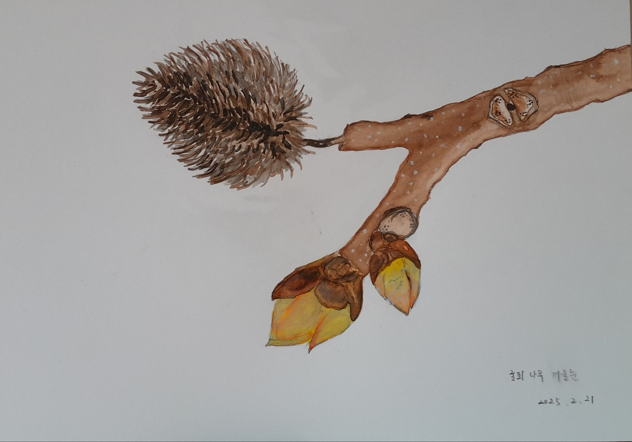 굴피나무 겨울눈.jpg