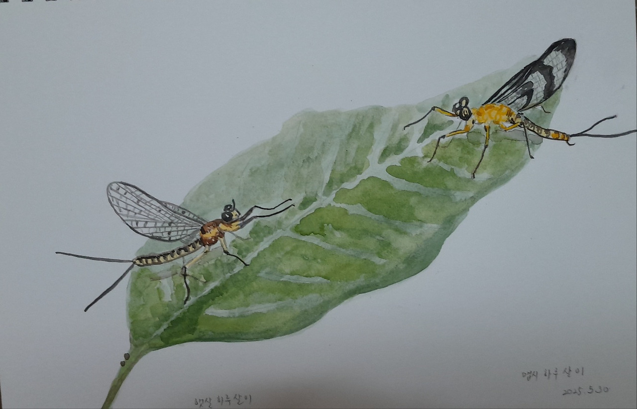 햇살하루살이와 맵시하루살이.jpg