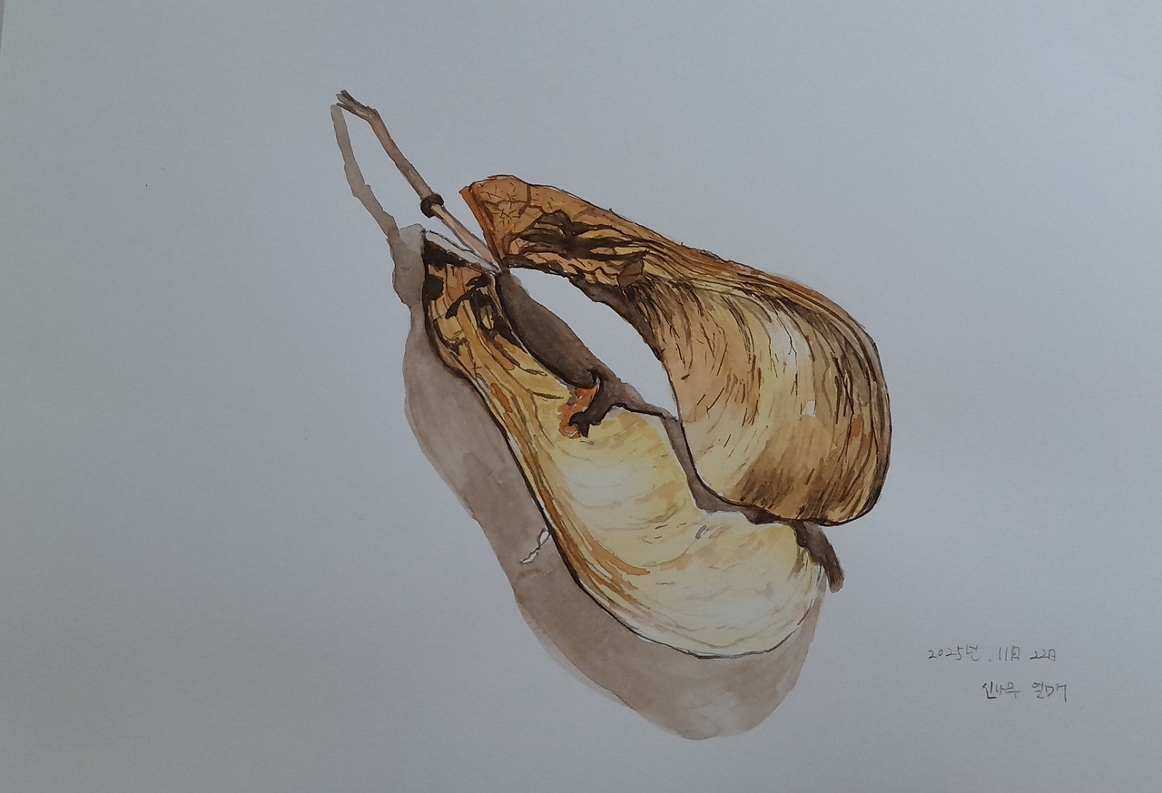 신나무 열매.jpg