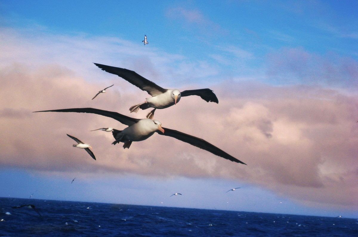 albatros_birds_aquatic_landscape_waterfowl_animals_nature-917820 (1).jpg